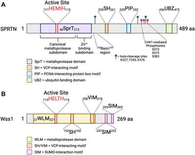 Mechanisms and Regulation of DNA-Protein Crosslink Repair During DNA Replication by SPRTN Protease